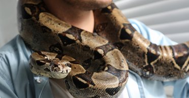 Двометровий пітон намагався з'їсти чоловіка, який перебрав з алкоголем у пабі (фото)