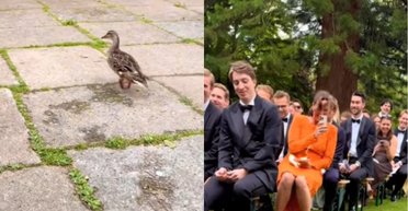 Опередила конкурентку: утка забавно вышла на свадьбу вместо невесты (видео)