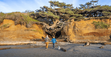 Лізуть із усіх боків: туристи сприяють руйнуванню культового "Древа життя" (фото)