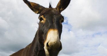 "УАЗы и УРАЛы закончились": военный ВС РФ похвастался, как эксплуатирует осла на фронте (видео)