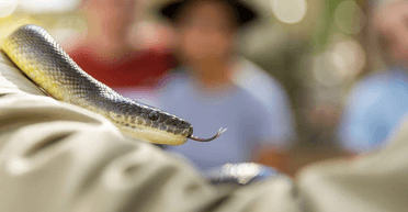 Встигла сфотографувати: жінку в ліжку вкусила одна з найсмертоносніших змій у світі