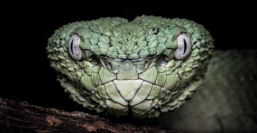 Равлики, жаби та гігантські павуки. Найбільш отруйні тварини у світі