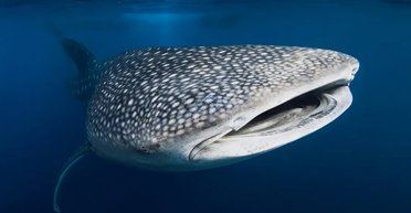 Майже як кити за розміром: яка риба є найдовшою у світі (фото)