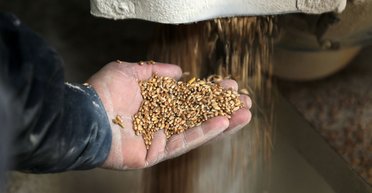 Українське зерно - на російські потреби: як РФ мародерствує на окупованих територіях