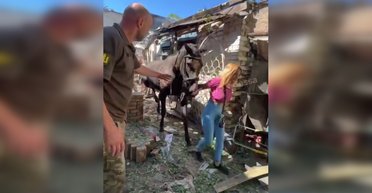 Атака "Шахедами" по Одессе: дрон ВС РФ попал в конюшню, погибла лошадь