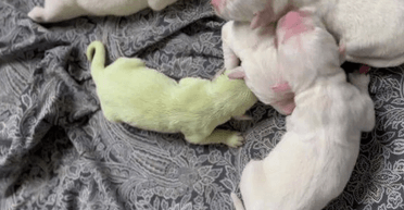 Назвали в честь мультяшной героини: в США родилась собака с необычным окрасом (фото)