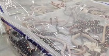 В Китае задержали мужчину, который вез в штанах 100 живых змей (видео)