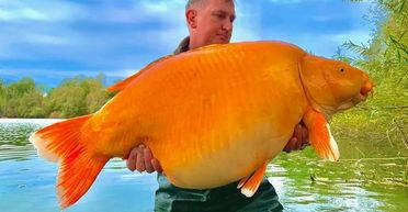 Прожила в озері 20 років: знайдено найбільшу в світі золоту рибку завважки понад 30 кг (фото)