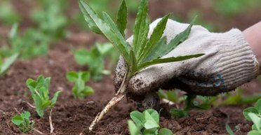 Посевной календарь на ноябрь 2025: когда и что сажать