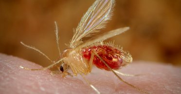 Люди в Індії помирають від вірусу Чандіпура, від якого немає вакцини: що про нього відомо