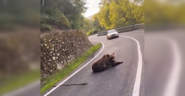 "Общался" с водителями: медведь перекрыл дорогу в Карпатах и подходил к машинам (видео)