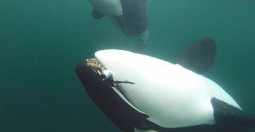 Хотят дружить: ученые обнаружили привычку 5-тонных косаток делиться едой с людьми (видео)
