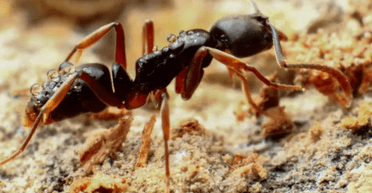 Маленькі, але смертельно небезпечні: азіатські мурахи "атакували" цілу країну (фото)