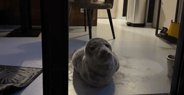 Пробрался в номер отеля и уснул: в Нидерландах произошел курьезный случай с тюленем (фото)