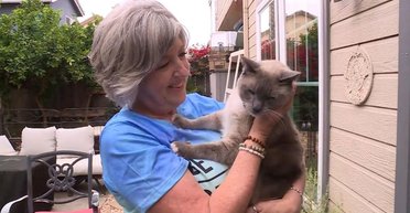 Загублений кіт подолав майже 1500 км, щоб возз'єднатися з родиною (фото)