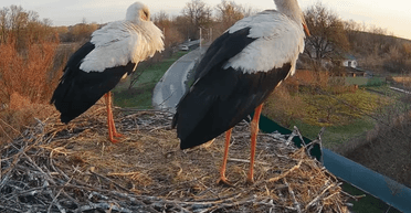 На Полтавщине аист Одарка устроила потасовку с парой, занявшей ее гнездо (видео)