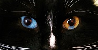 Чому у вашої кішки очі різного кольору
