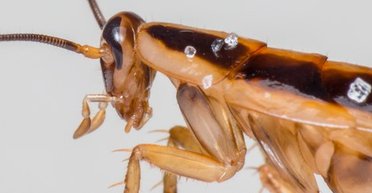 Все из-за людей. Их нет в природе, но они захватили весь мир: что это за существа (фото)