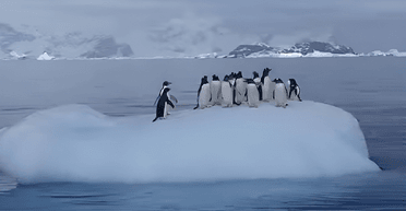 Качели для пингвинов: полярники показали, как развлекаются пернатые (видео)