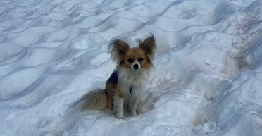 Верный друг: чихуахуа спас хозяина после падения в ущелье гор (фото)