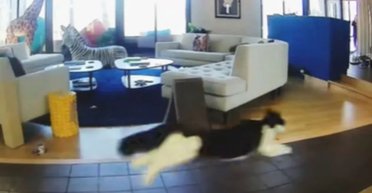 Кішки раптово забігали по будинку, і після цього послідувало щось дивне