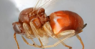 Жінка-кішка і Хан Соло: виявлено нові види ос, названі на честь відомих злодіїв