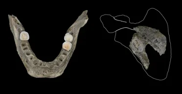 Каннибализм по-европейски: ученые раскрыли жуткую правду в польской пещере (фото)