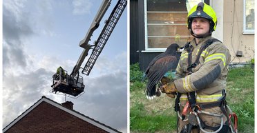 Неожиданное ЧП: хищная птица "отключила" мужчине ТВ-трансляцию (фото)