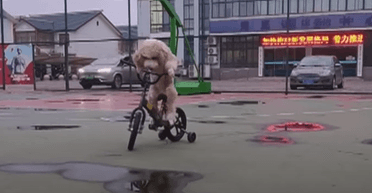 Пудель, який їздить на велосипеді, став справжньою зіркою в соцмережах (відео)