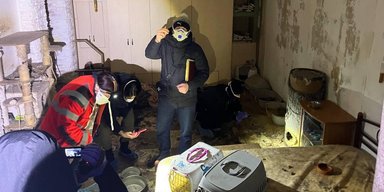 Концлагерь для животных: в приюте на Киевщине погибли более 50 кошек, еще 39 пострадали