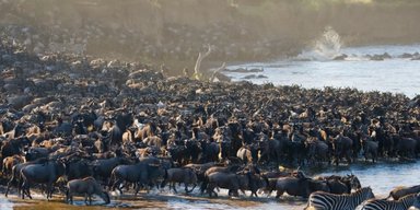 Королі вечірок. Хто з тварин на Землі влаштовує найбільші стовпотворіння