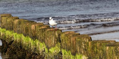 Такого не было более века: в Балтийском море ученые обнаружили рекордную аномалию