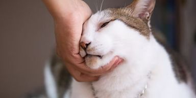 М'яцкайте ваших котиків — їм це подобається: вчені дали цікаву пораду