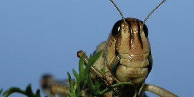 Монстри з центрифуги. Умови високої гравітації роблять сарану неймовірно сильною