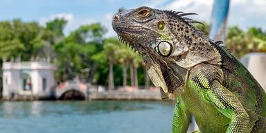 Тотальная оккупация: в США призвали охотится на игуан и рассказали, как их готовить
