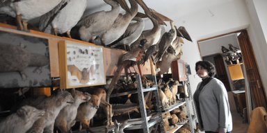 Музей с птичьего полета. Как у орнитолога и музейщика Наталии Дзюбенко выросли крылья