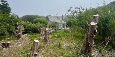 Нові сусіди зрубали дерева у дворі чоловіка: збитки до $30 тисяч (фото)