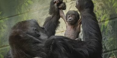 Найдовгоочікуваніша мавпа у світі: у зоопарку вперше за 9 років народилася дуже рідкісна горила (фото)