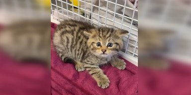Мужчина подобрал брошенного котенка, но оказалось, что это свирепый лесной хищник