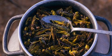 На вкус, как семечки: украинцы начали готовить блюда из саранчи (видео)