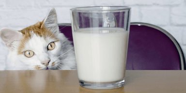 Ученые рассказали, можно ли кошкам давать молоко