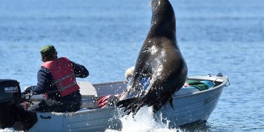 В США морские львы начали нападать на людей из-за отравления токсинами водорослей
