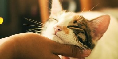Загадка мурлыканья кошек раскрыта: ученые выяснили, почему животные издают приятные звуки