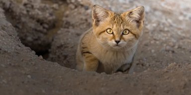 Очаровательную песчаную кошку заметили там, где ее быть не должно: как они попали в Ливию (видео)
