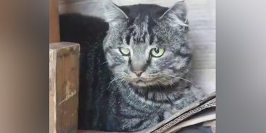 Кот самостоятельно эвакуировался из Донбасса в Черкассы: "Настолько хочет жить" (видео)