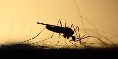 Укус може викликати параліч: в Україні з'явився новий небезпечний вид комарів (фото)