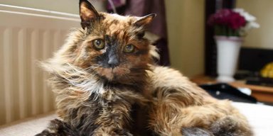 В Британии умерла 33-летняя кошка Рози