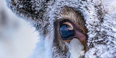 Глаза северных оленей делают нечто невероятное, когда приходит зима (фото)