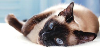 "Мобилизованного" кота на Киевщине вернули хозяевам: подробности (фото)