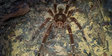 Ужас арахнофоба. Гигантский паук с размахом ног 30 см обошел конкурентов со скоростью 1 м/с (фото)